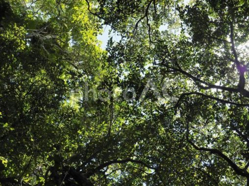 森林、見上げた木々