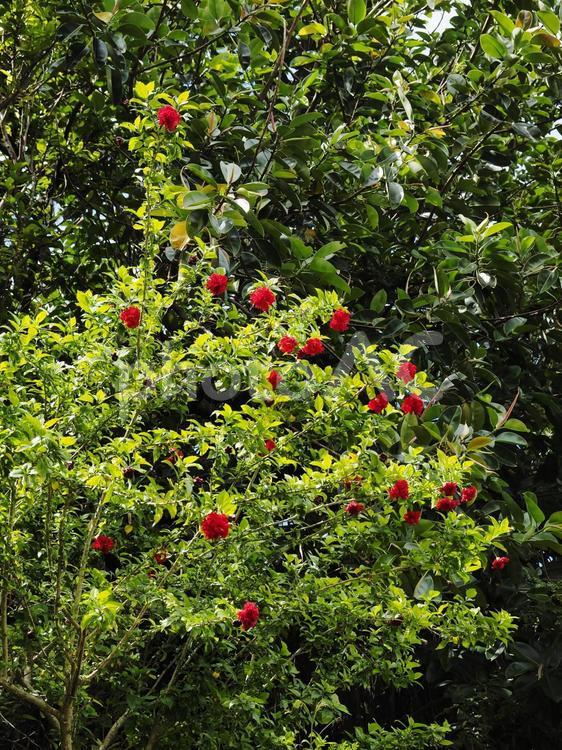 八重咲きハイビスカス