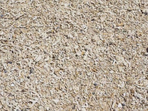 砂浜、貝やサンゴ