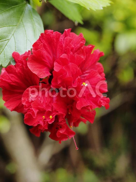 八重咲きハイビスカス