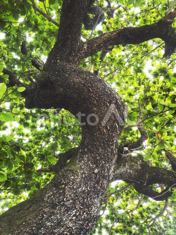 屋我のコバテイシの木〔モモタマナ〕