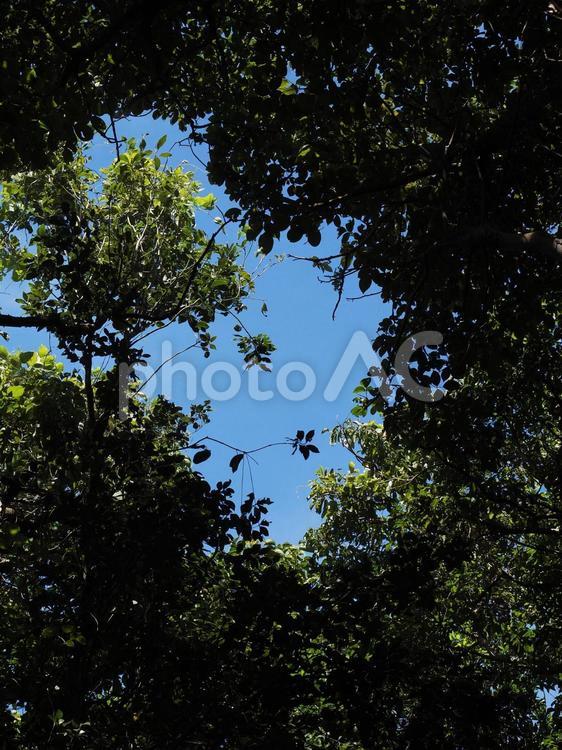 木々の隙間から見える青空