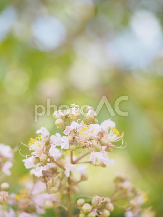 サルスベリの花（ピンク）