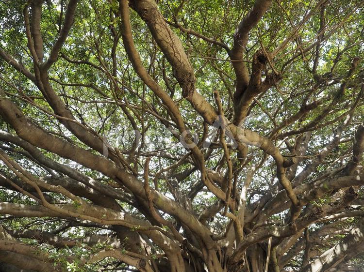 崇元寺のガジュマル（沖縄県那覇市）