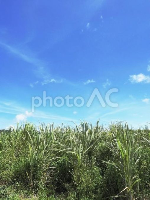 夏の青空とさとうきび畑