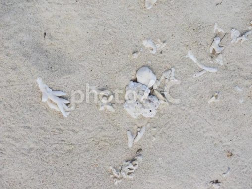 砂浜、貝やサンゴ