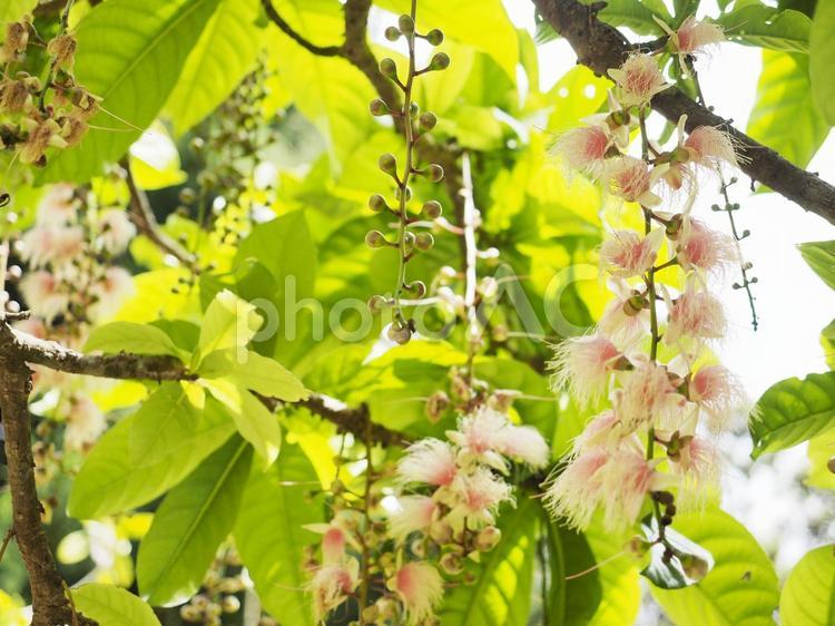 サガリバナの開花明朝