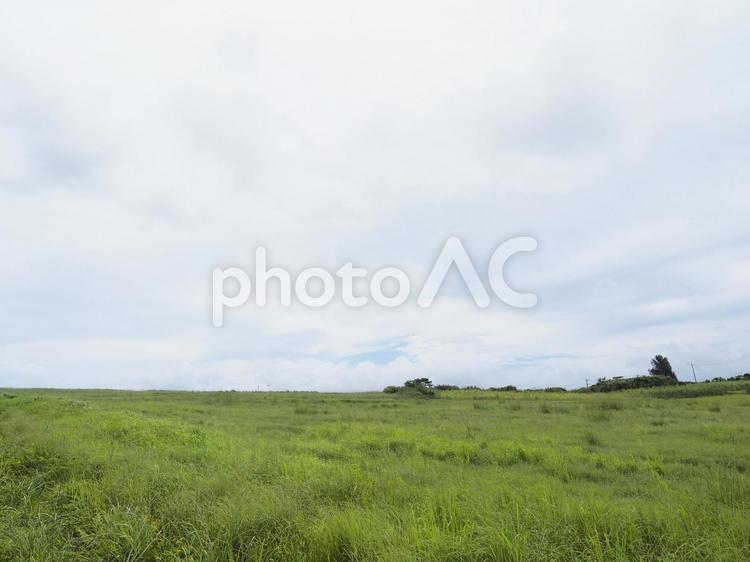くもり空と草原