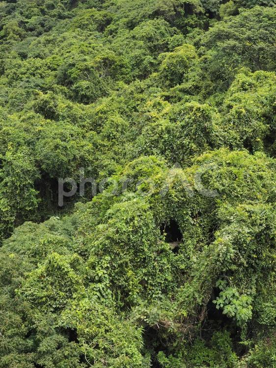 上から眺めた森林