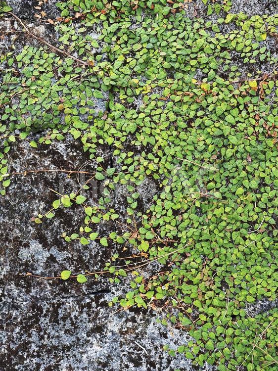 壁に広がったツル植物