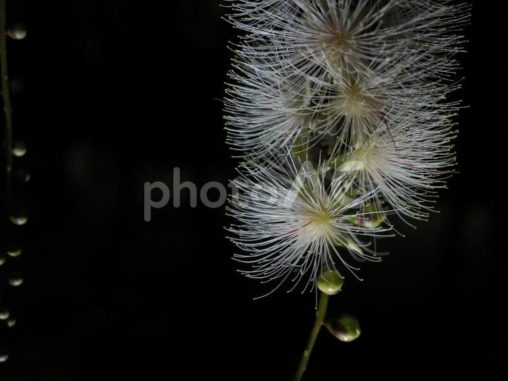 サガリバナ（沖縄県那覇市）