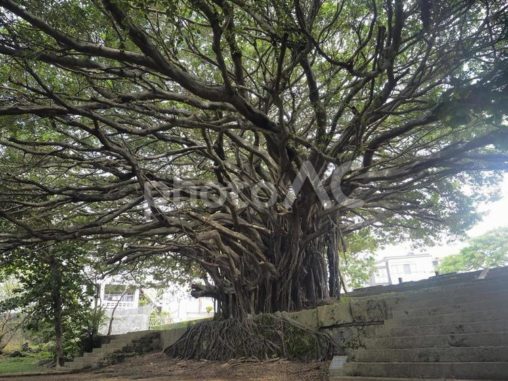 崇元寺のガジュマル（沖縄県那覇市）