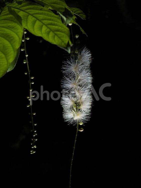 サガリバナ（沖縄県那覇市）