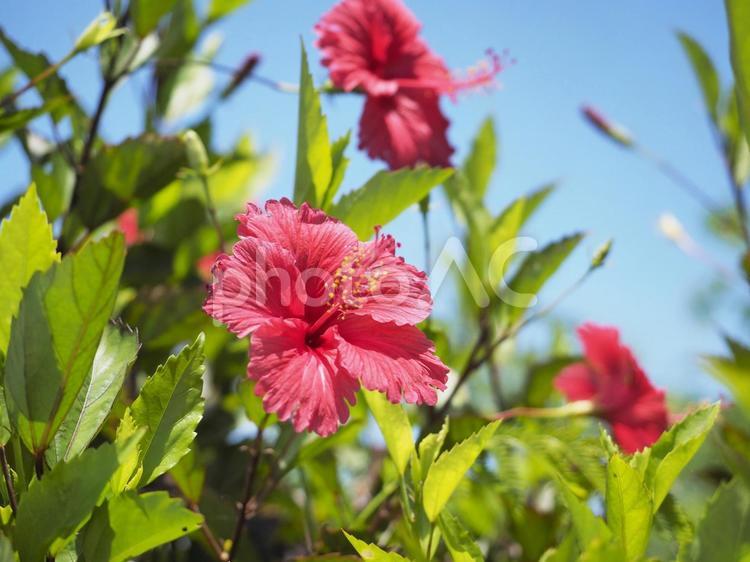 真っ赤なハイビスカスと青空