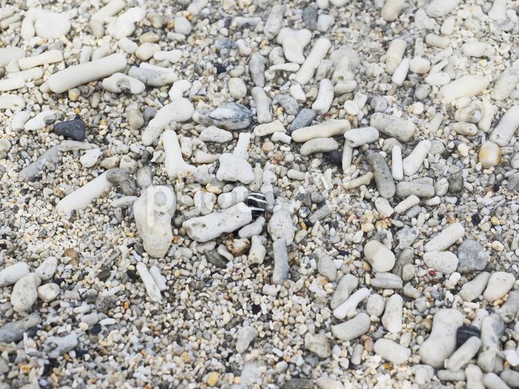 サンゴや貝を含んだ砂浜の砂利