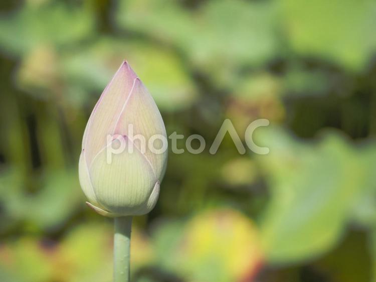 蓮の花のつぼみ