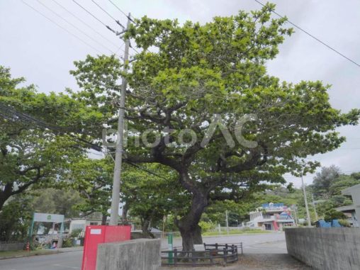 屋我のコバテイシの木〔モモタマナ〕
