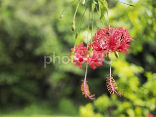 二輪のフウリンブッソウゲ