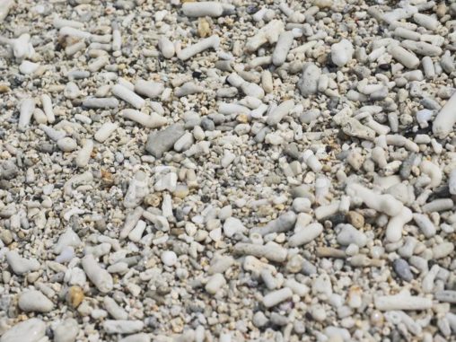 砂浜の小石やサンゴ、貝を含んだ砂利
