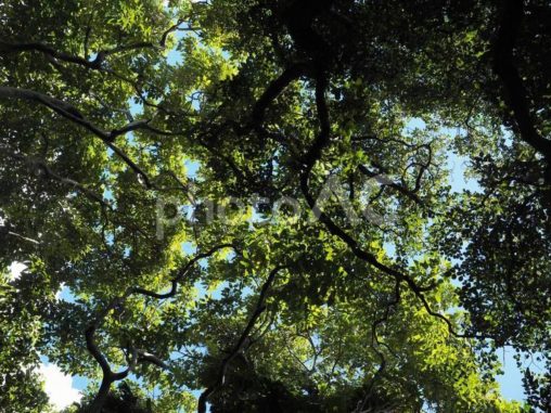 森林、見上げた木々