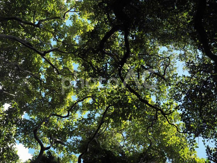 森林、見上げた木々