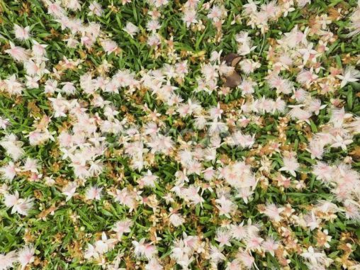 サガリバナの落ち花