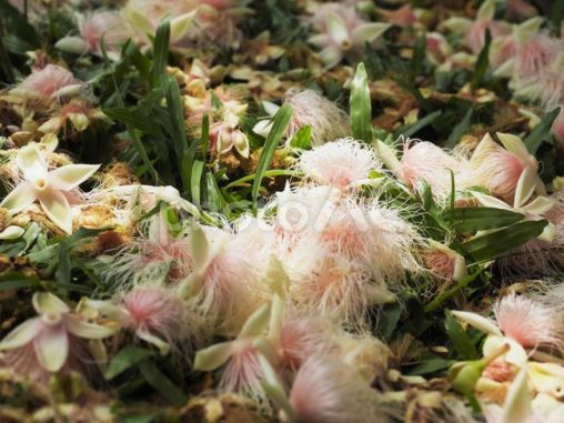 サガリバナの落ち花