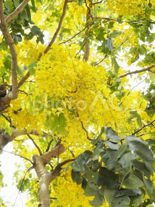 ナンバンサイカチ