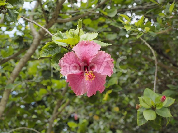 ハイビスカス正面