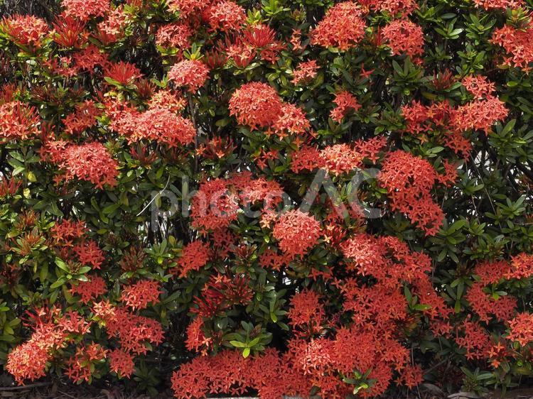 満開のサンタンカ（沖縄県那覇市）