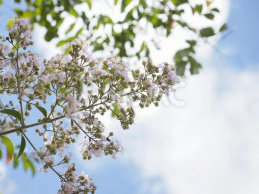 咲き始めのサルスベリの花