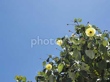 オオハマボウの黄色い花