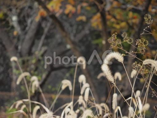 エノコログサ、ねこじゃらし