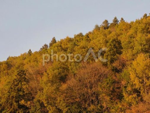夕日を受ける山と木々