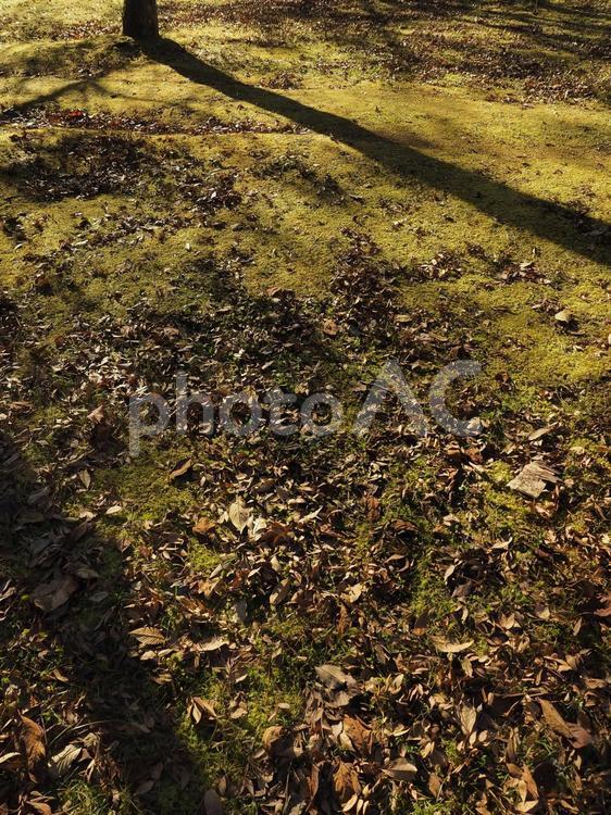 公園の芝生、朝のシルエット