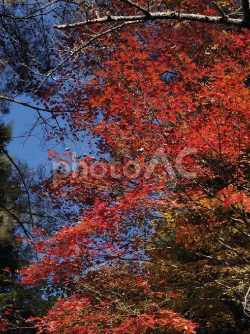 真っ赤なもみじ