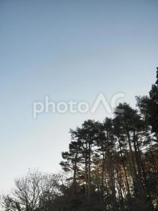 秋の木々と朝空
