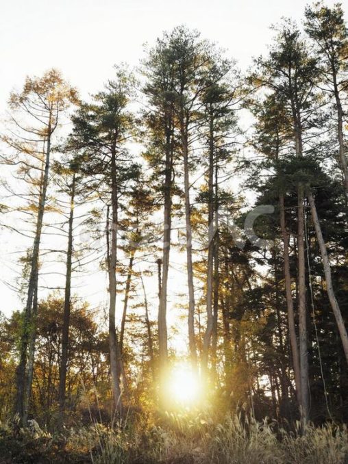 朝日が漏れる木立