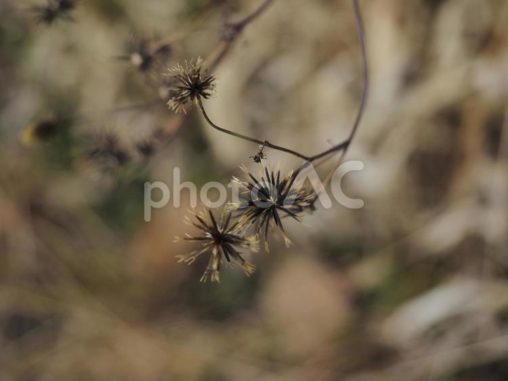 コセンダングサ、ひっつきむし