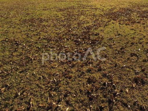 芝生の落ち葉