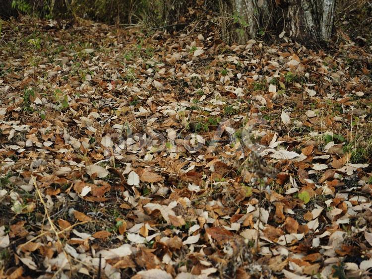 木の下のたくさんの落ち葉