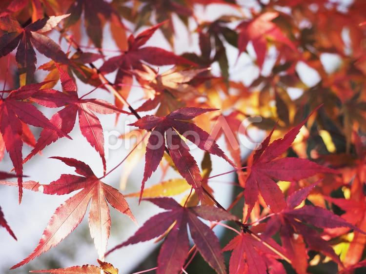 赤く色づいたモミジ（山梨県富士吉田市）