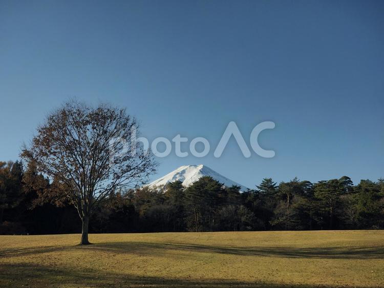 朝の富士山と芝生の広場