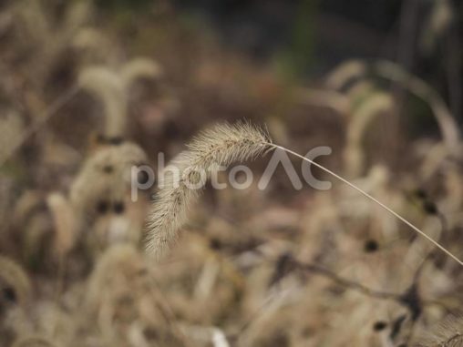 エノコログサ、ねこじゃらし