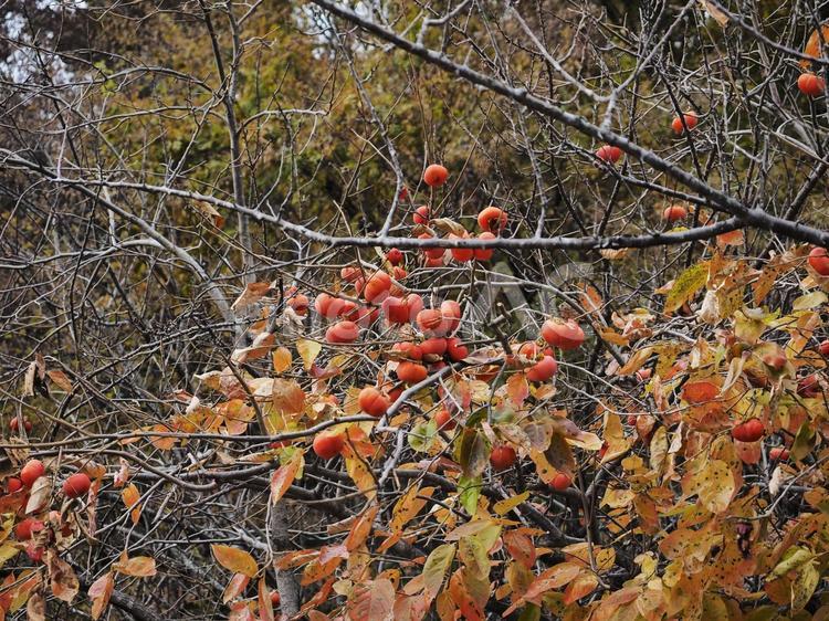 柿の木、実りの秋