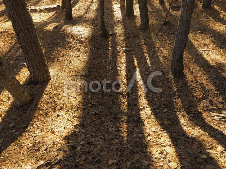 木々、朝のシルエット