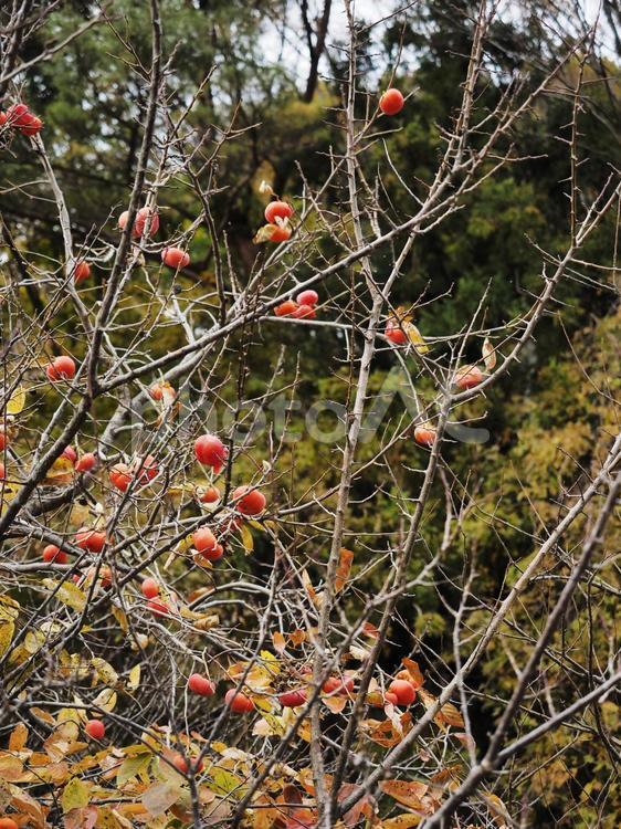 実の生った柿の木