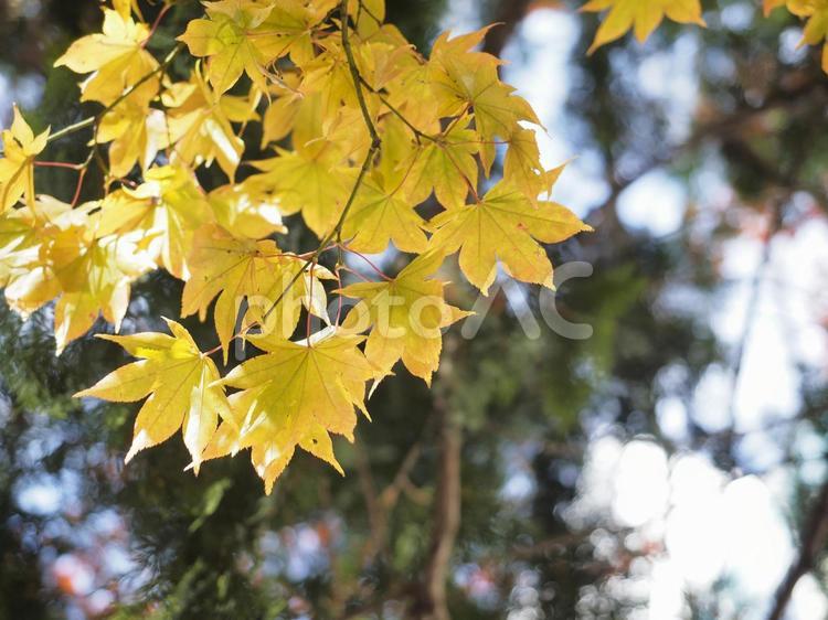 黄色く色づいたモミジ