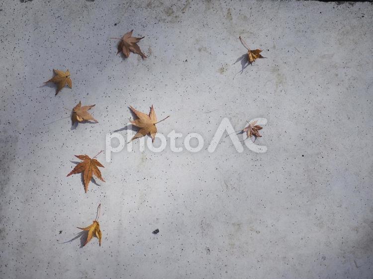 モミジの落ち葉