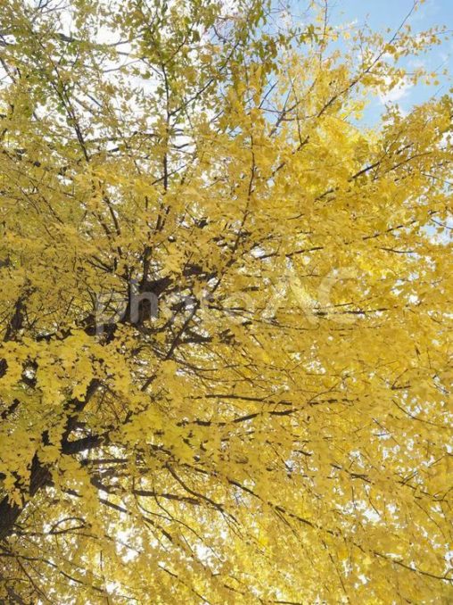 黄色く色づいたイチョウ